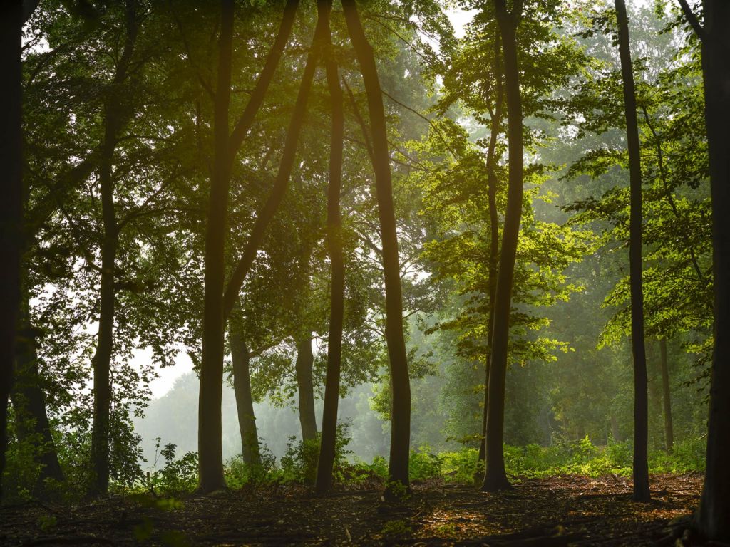 Wald in der Morgensonne