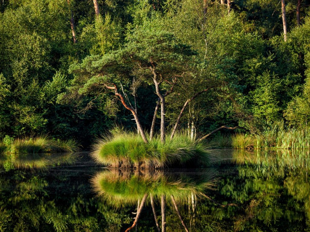 Insel im Waldsee