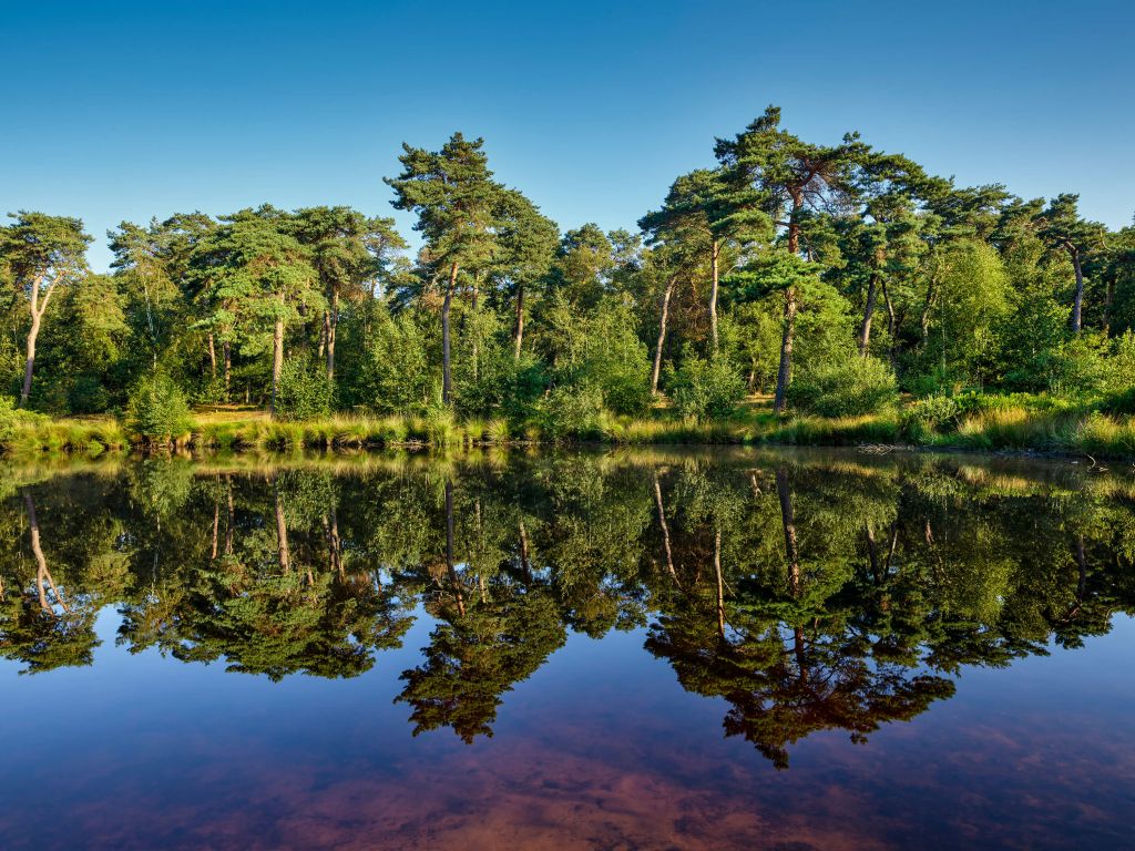 Spiegelung in den Bosvern