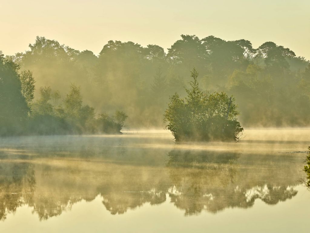 Nebel über einem Waldsee