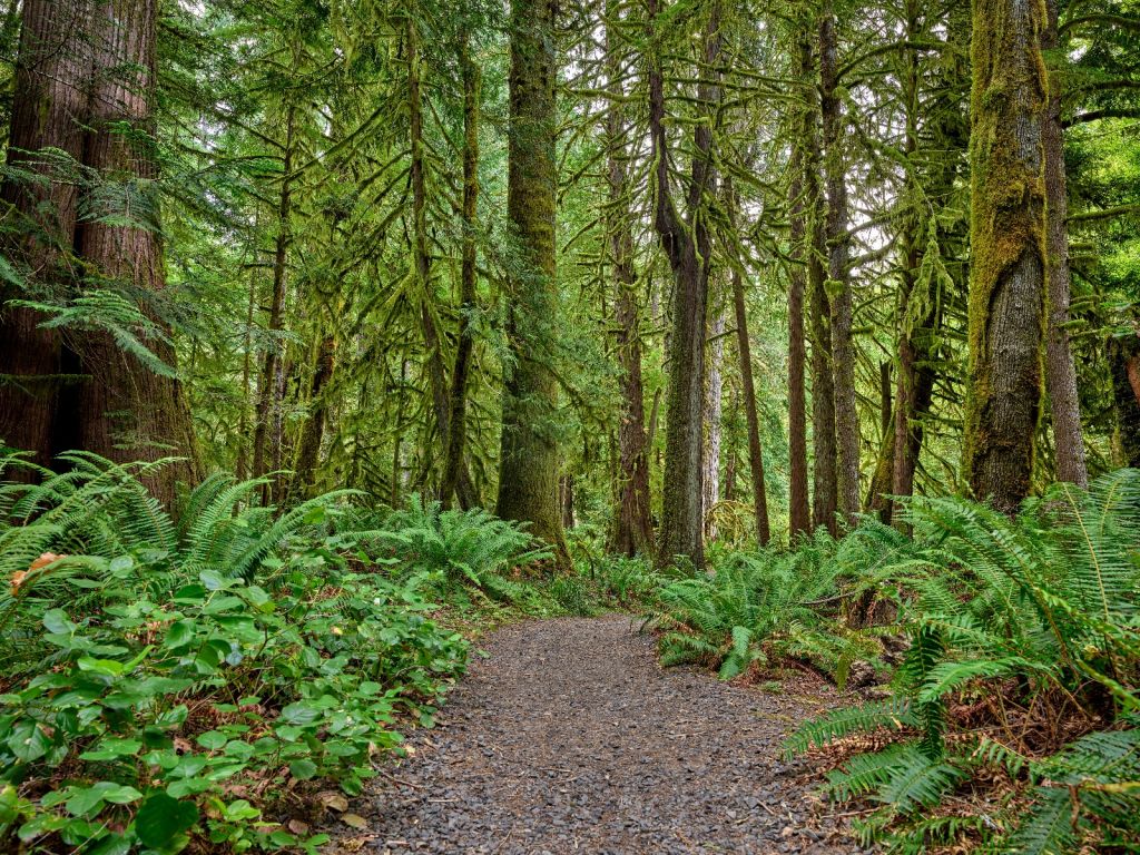 Weg mit Steinen durch den Wald 