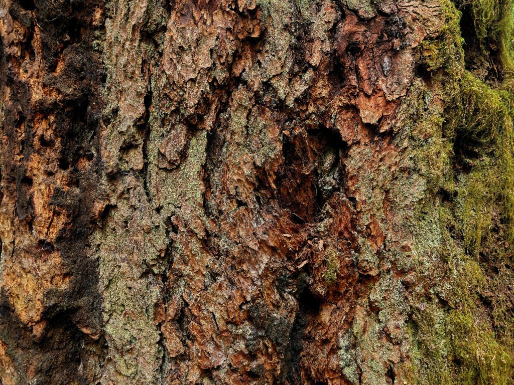 Baumrinde alter Baum 