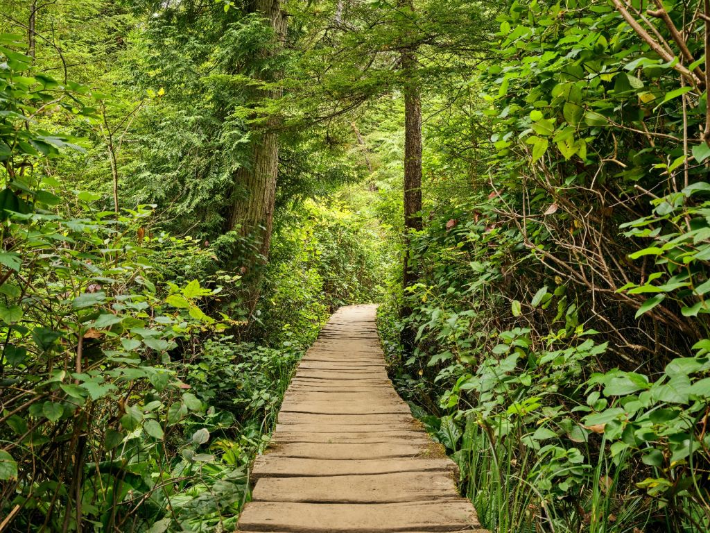 Holzweg durch das Grün