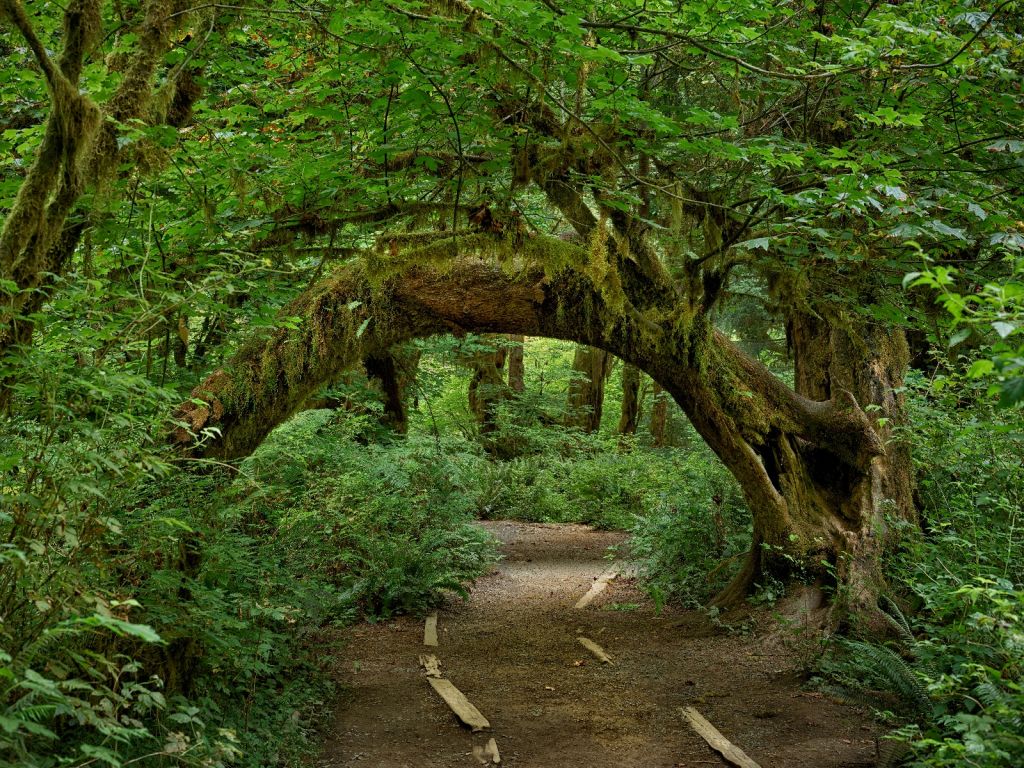 Baum in einem Bogen