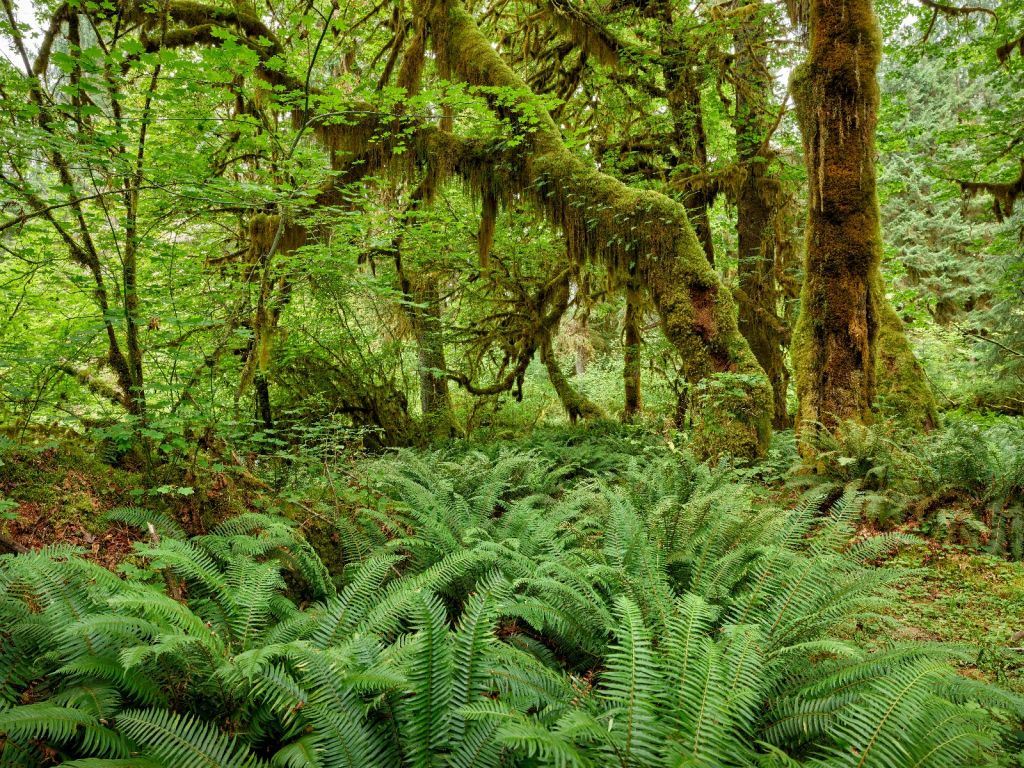 Farne in einem alten Wald