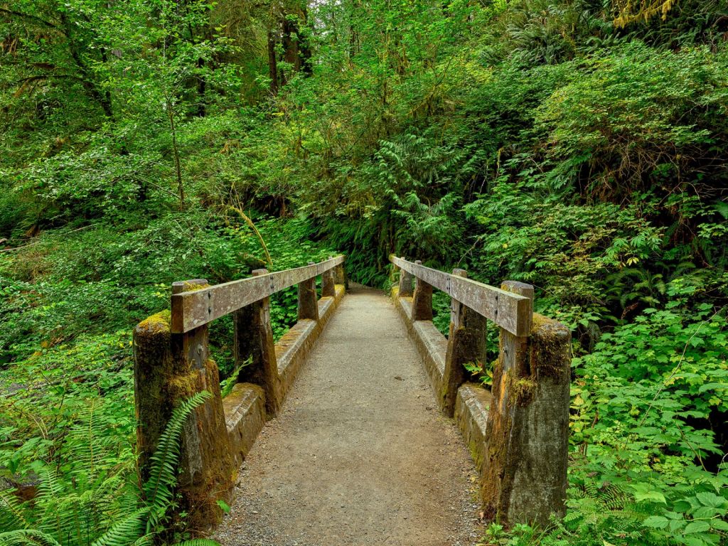 Brücke im Wald