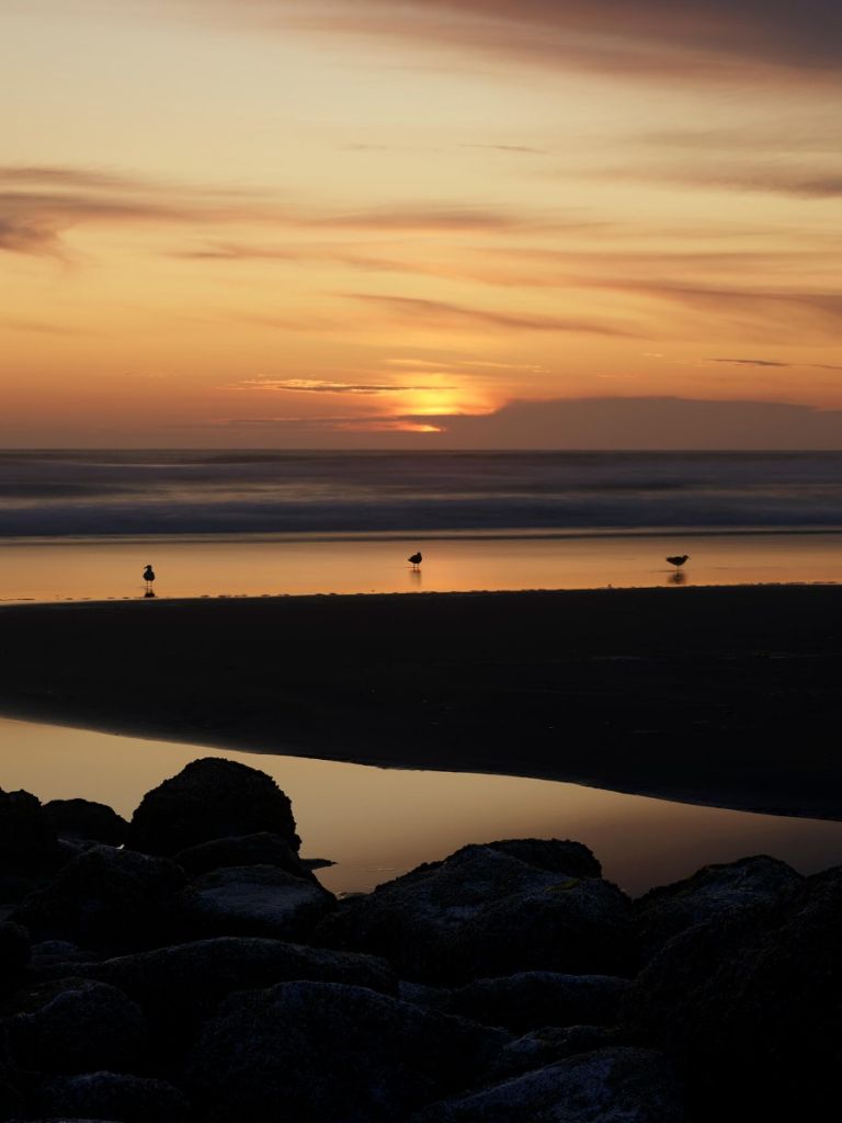 Vögel bei Sonnenuntergang