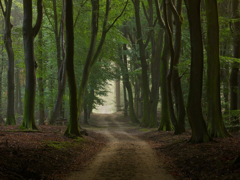 Sandweg im Wald