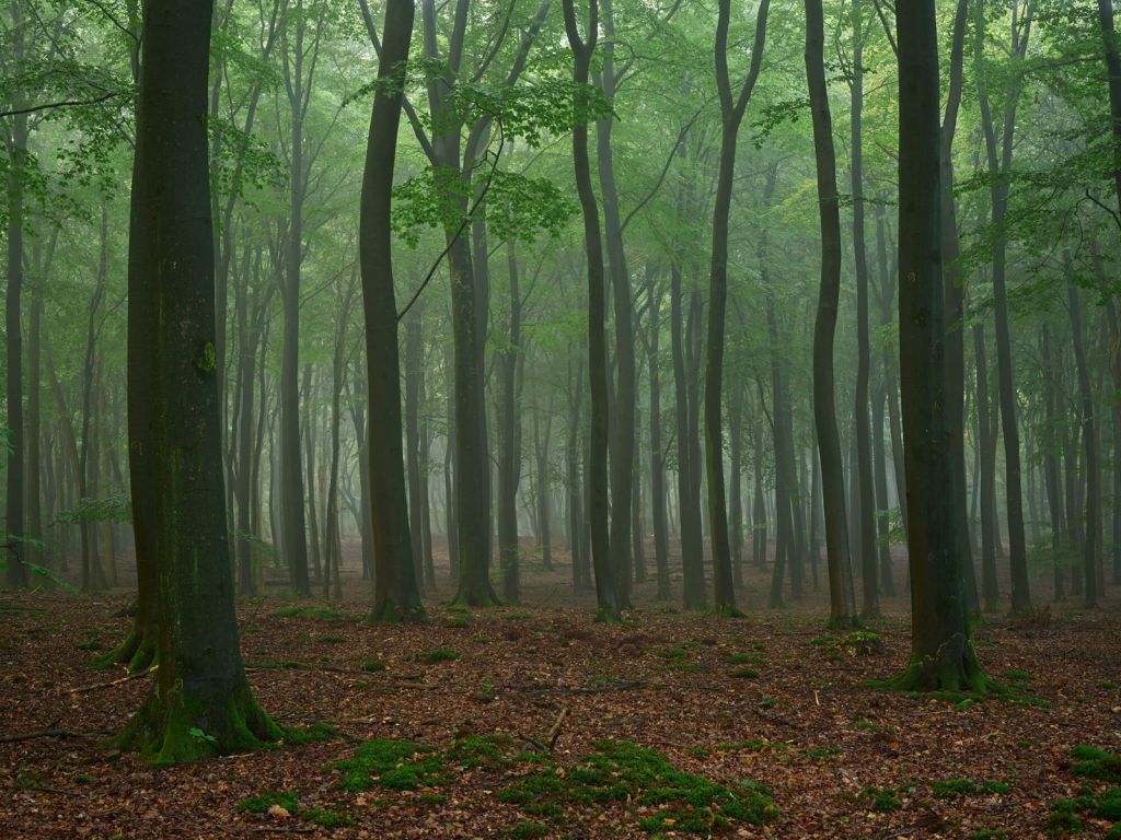 Nebel im Wald