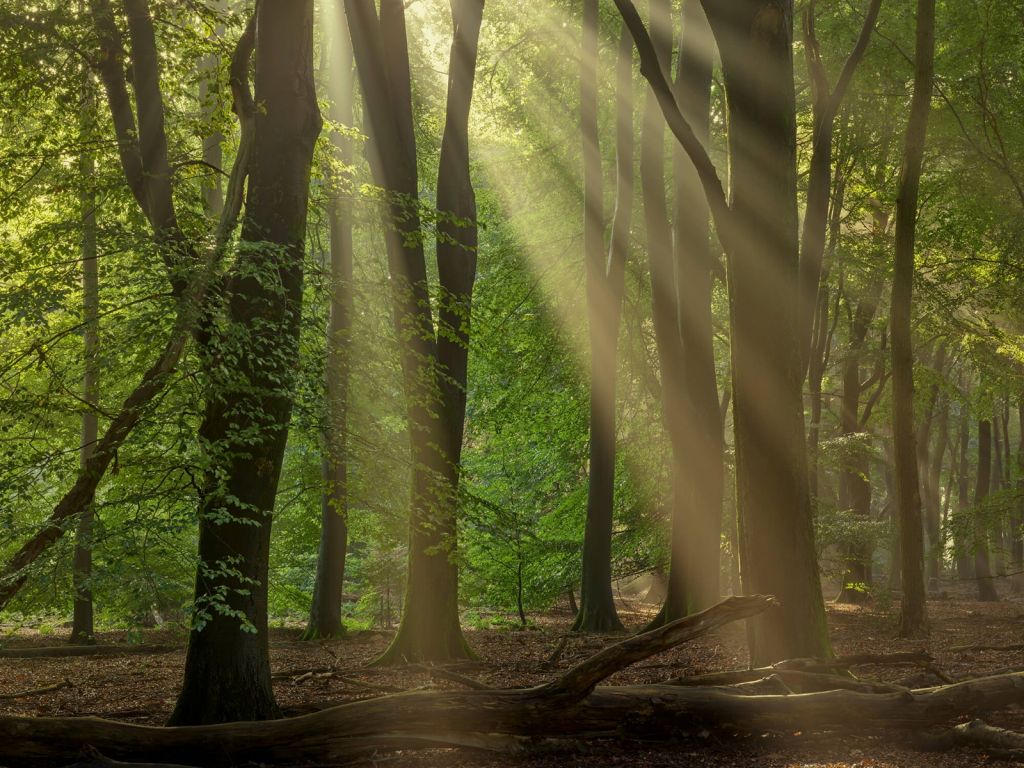 Sonnenharfen im Wald