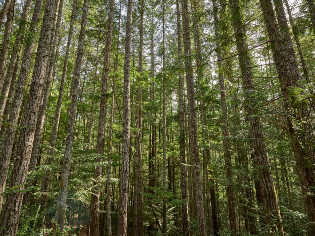 Dünne Bäume im Wald