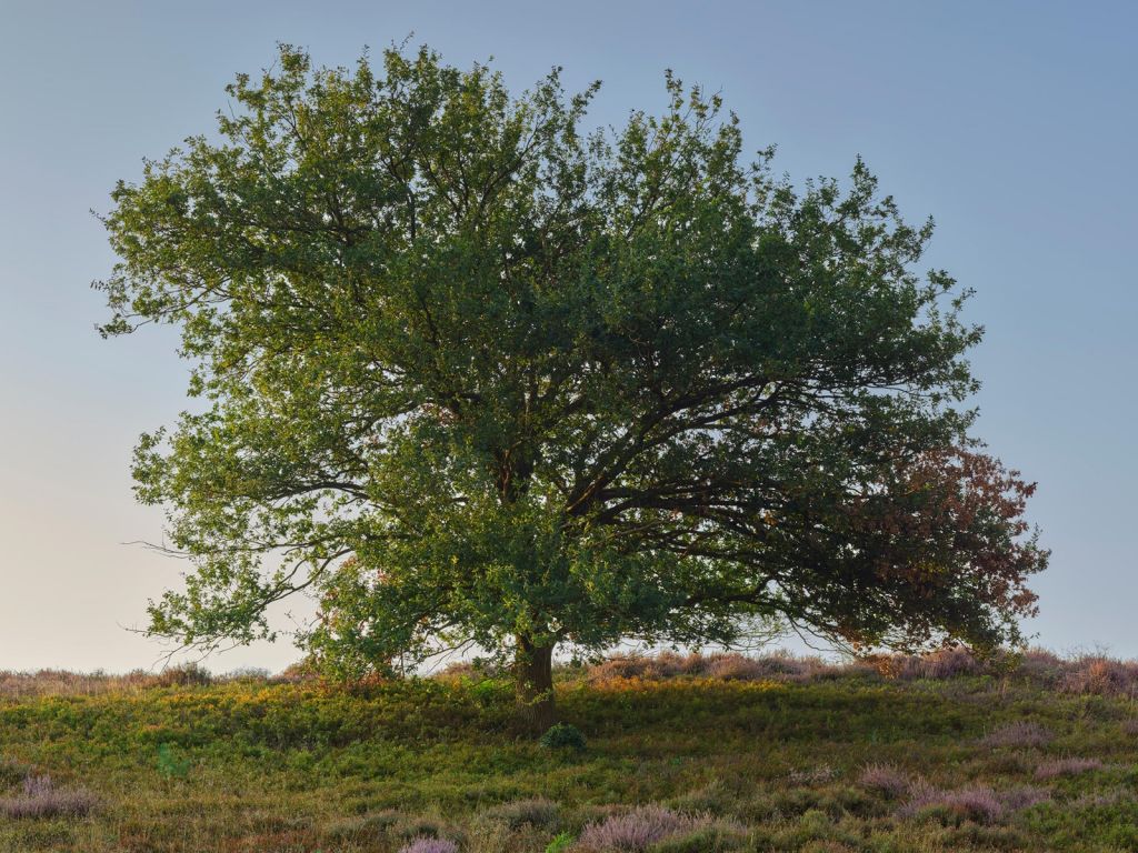 Einsamer Baum auf der Heide