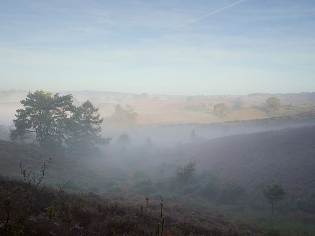 Nebel auf der Heide