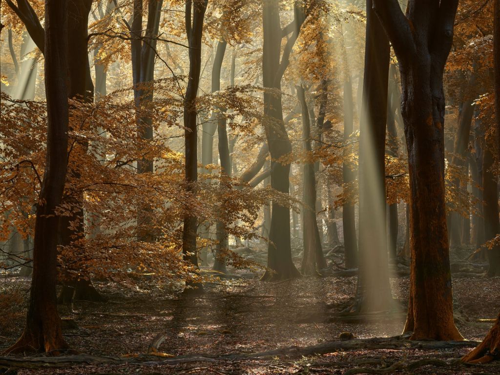 Herbstfarben im Wald