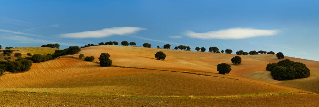 Bäume in spanischer Landschaft