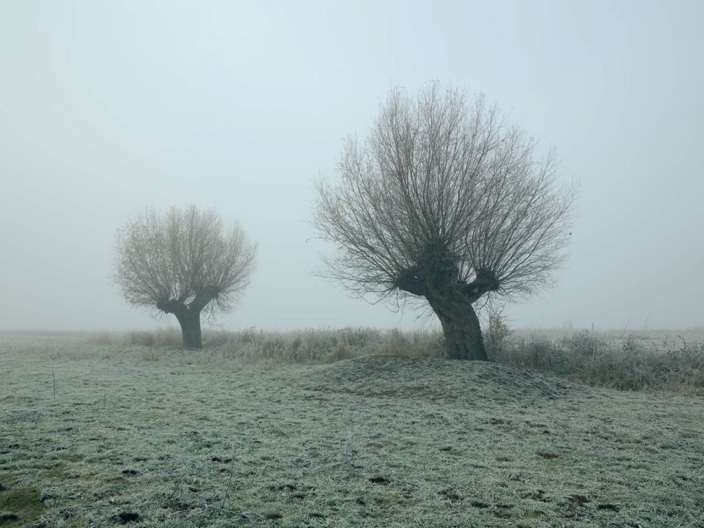 Kopfweiden im Nebel