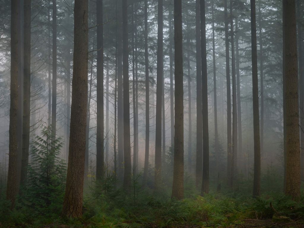 Neblig grüner Wald