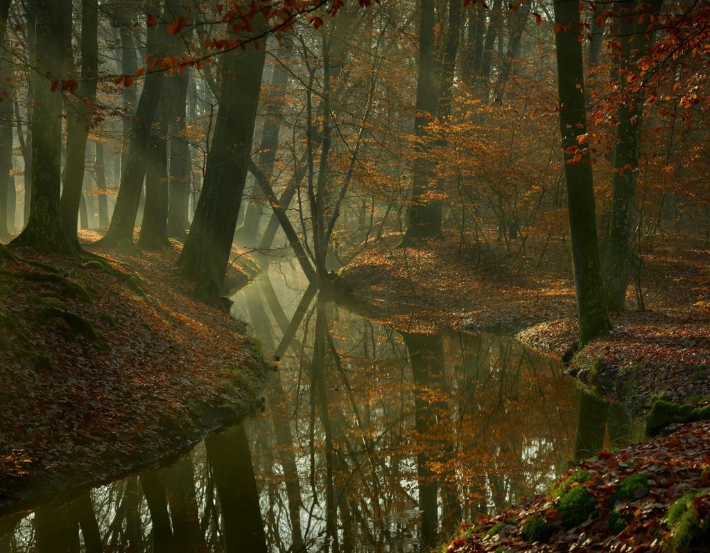 Fluss durch den Wald