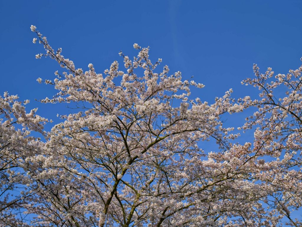 Blüte mit blauem Himmel