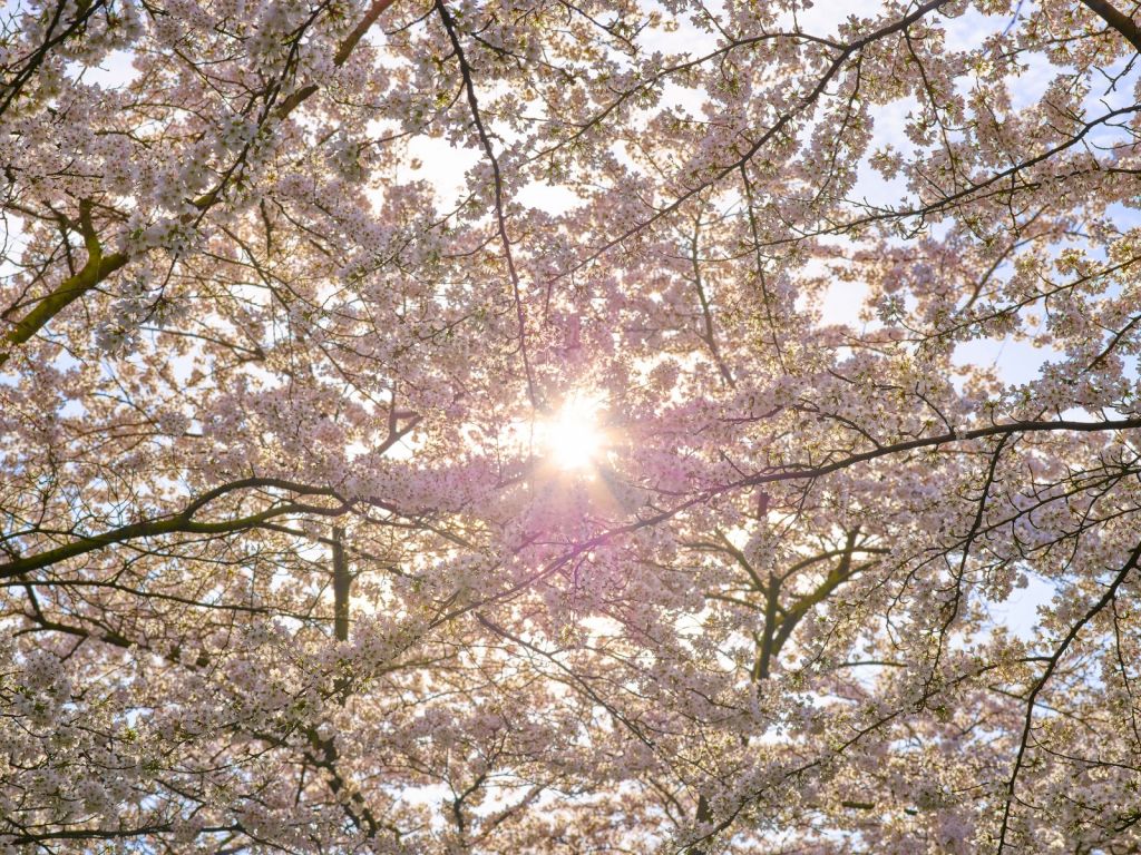 Blühen in der Sonne