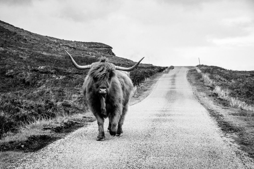 Schottischer Hochländer auf einer Straße