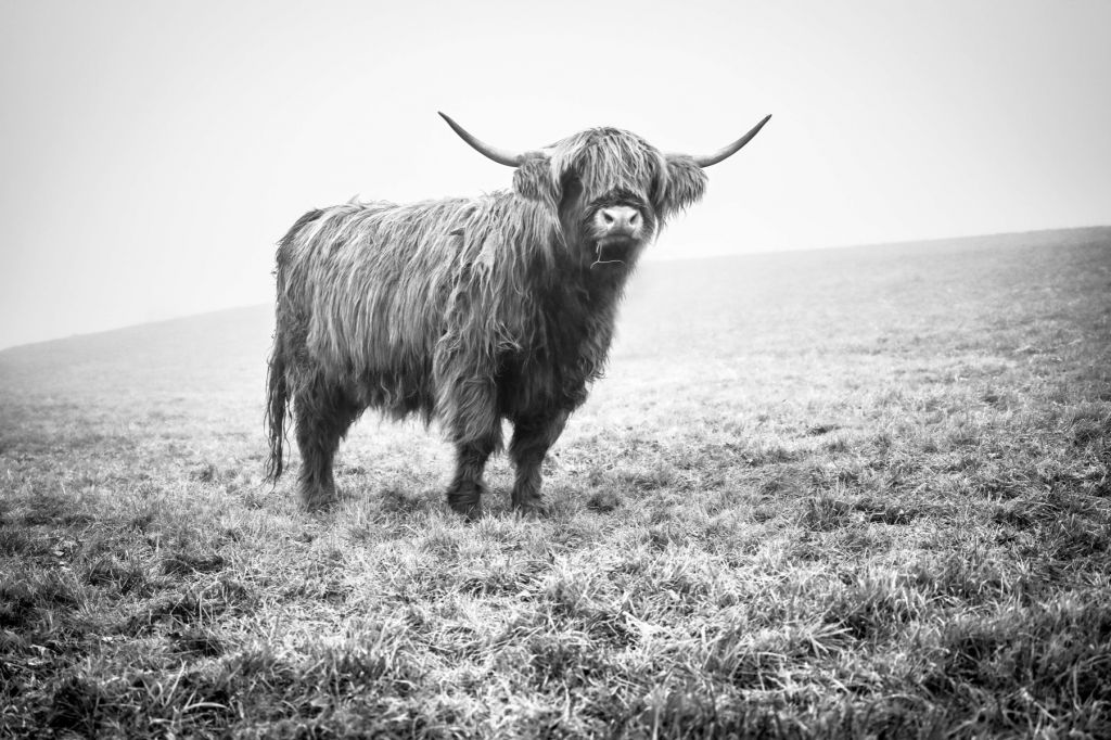 Schottischer Hochländer im Gras