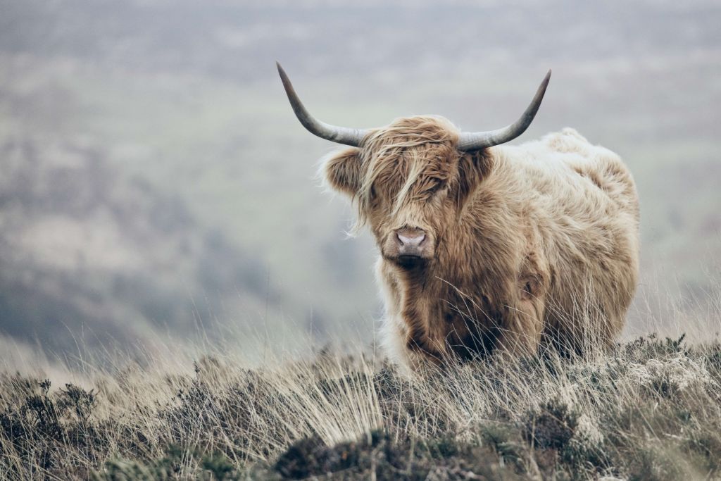 Schottische Hochländer in der Natur