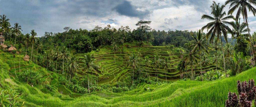 Thailändische Reisfelder