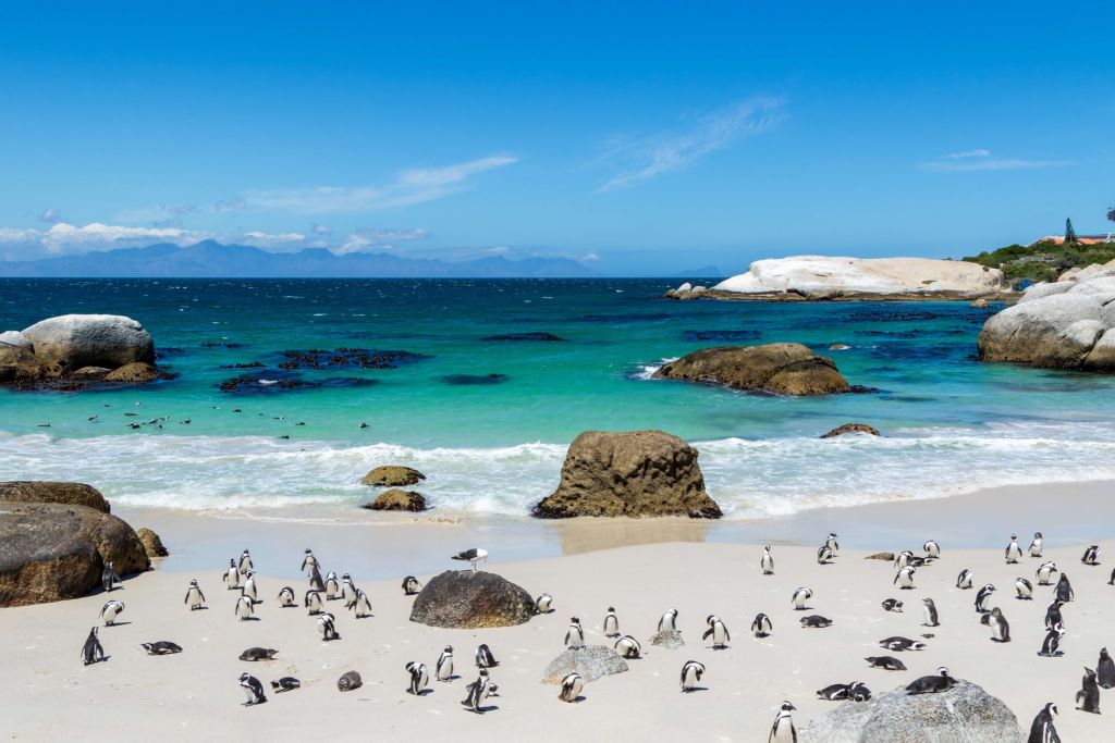 Strand mit Pinguinen