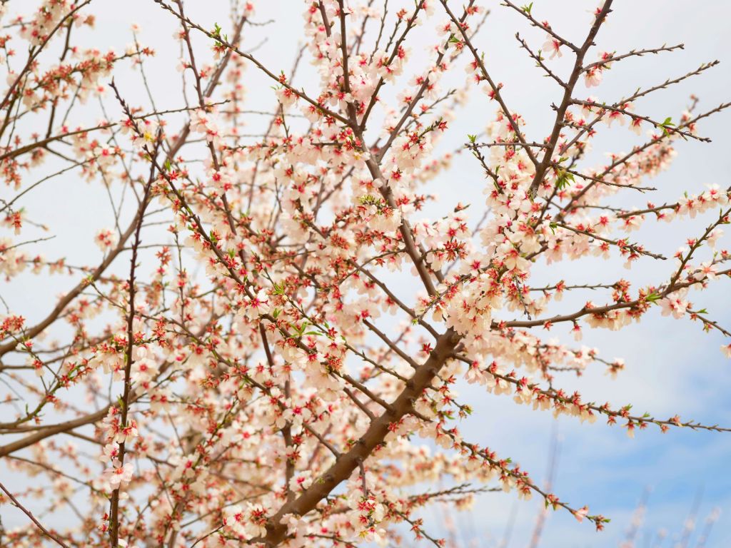 Spanische Blüte