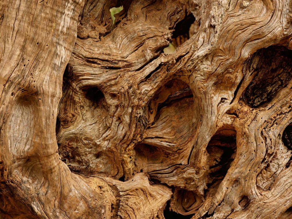 Nahaufnahme alter Baum