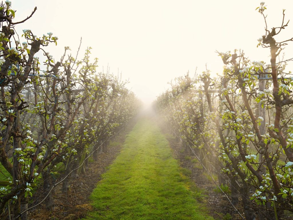 Birnenblüte im Nebel bei Sonnenaufgang