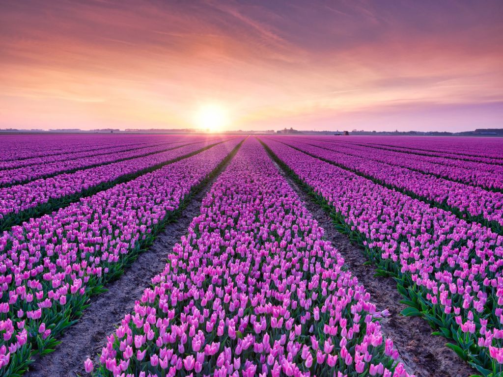 Tulpenfeld bei Sonnenaufgang