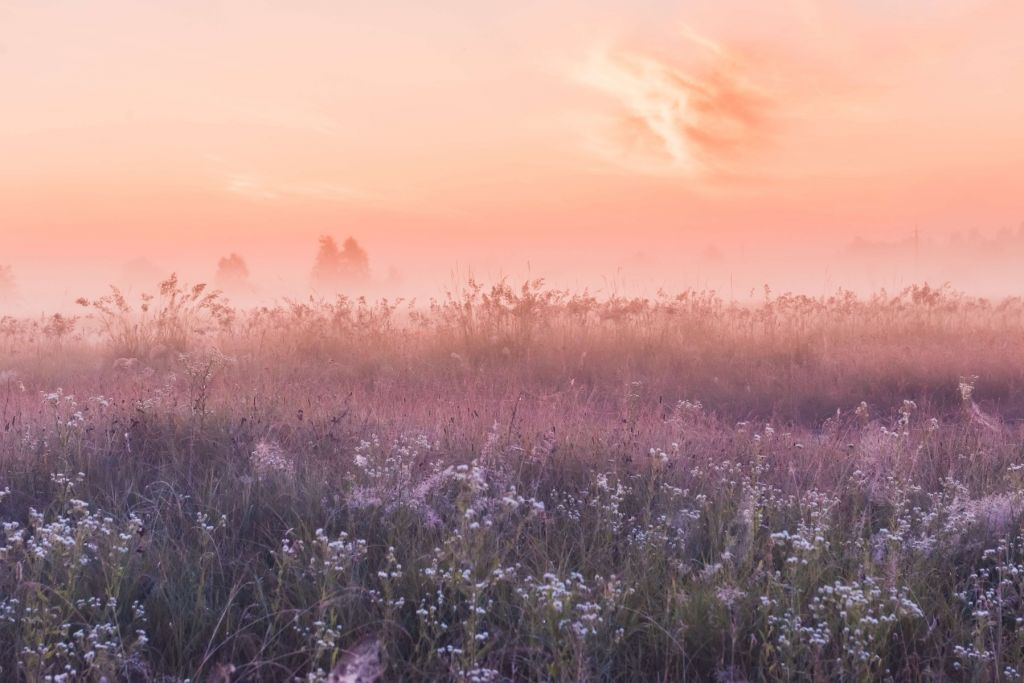 Feld mit Morgennebel