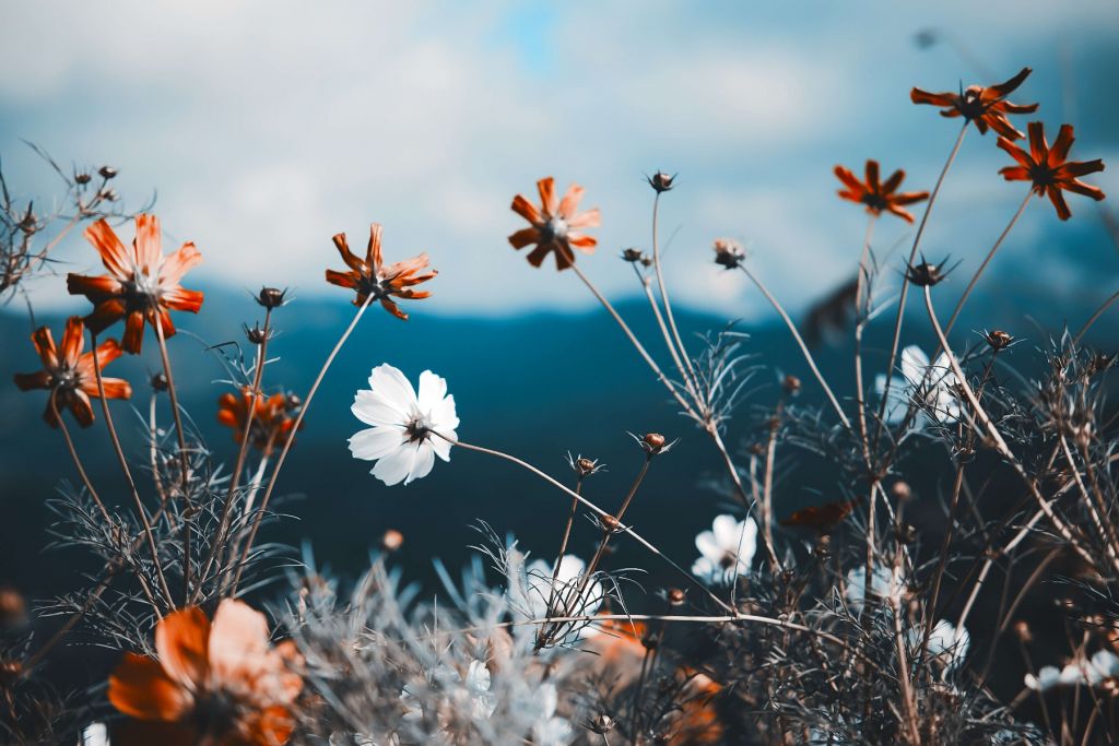 Kosmosblumen auf dem Feld