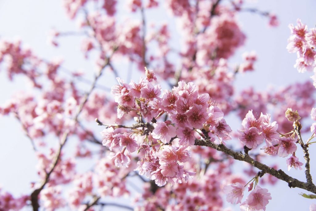 Nahaufnahme der rosa Blüte