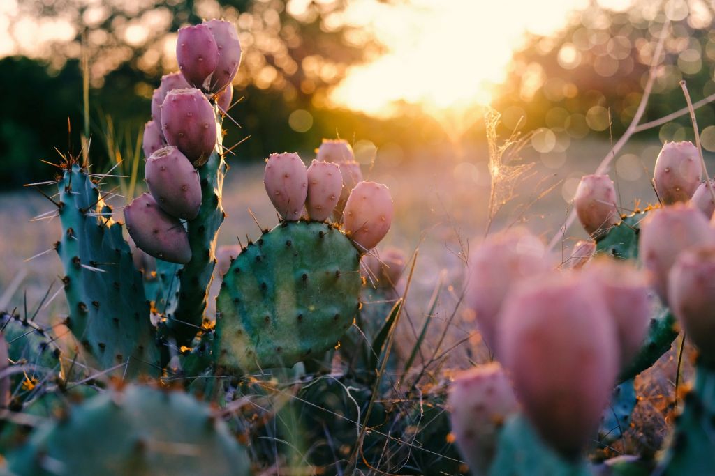 Kaktus mit Blüten