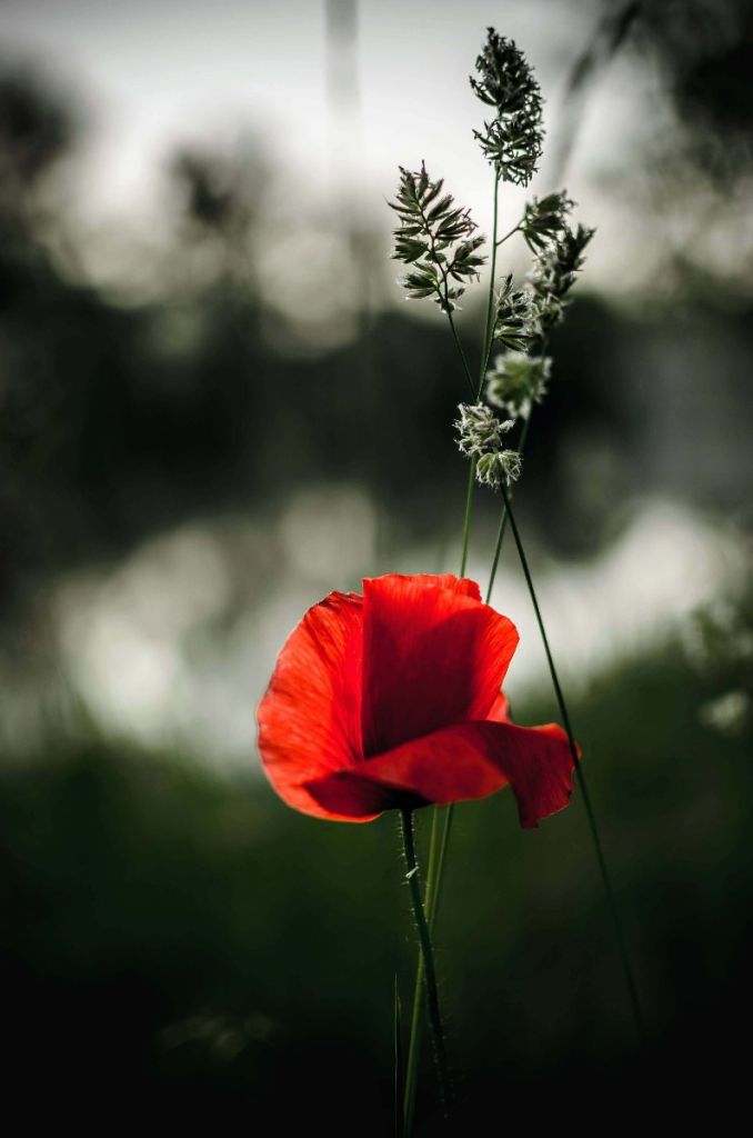 Roter Mohn mit Gras