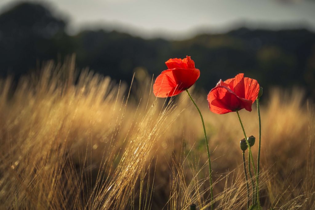 Mohn auf einem Weizenfeld