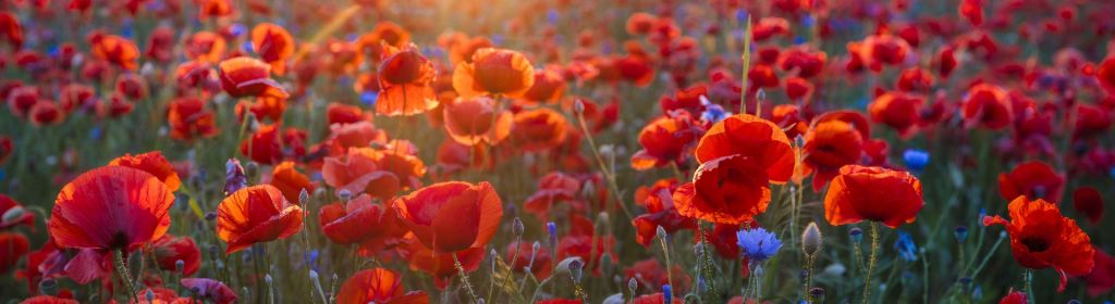 Mohn und Kornblumen