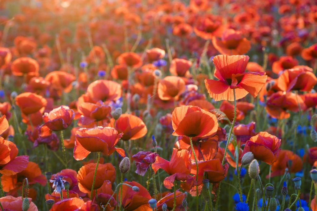 Mohnblumen im Abendlicht