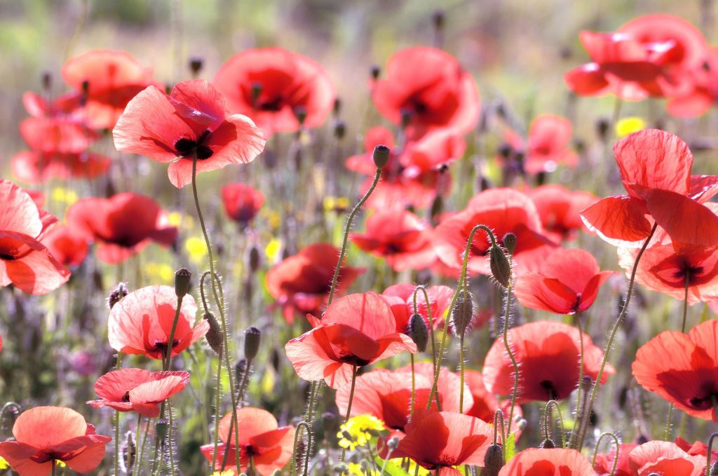 Mohn im Vintage-Look