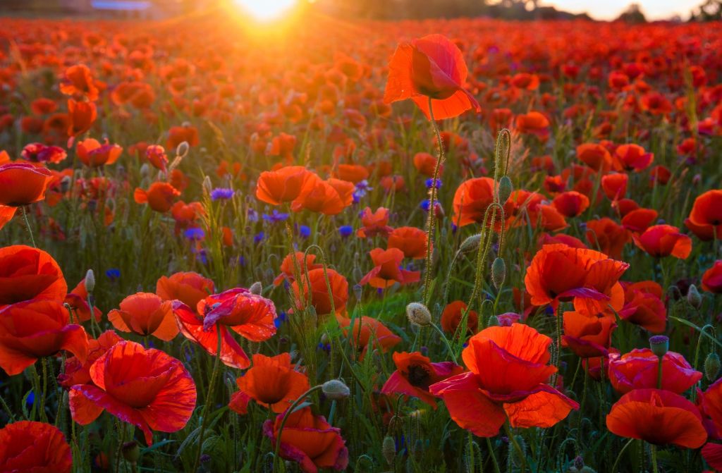 Mohnblumen mit aufgehender Sonne