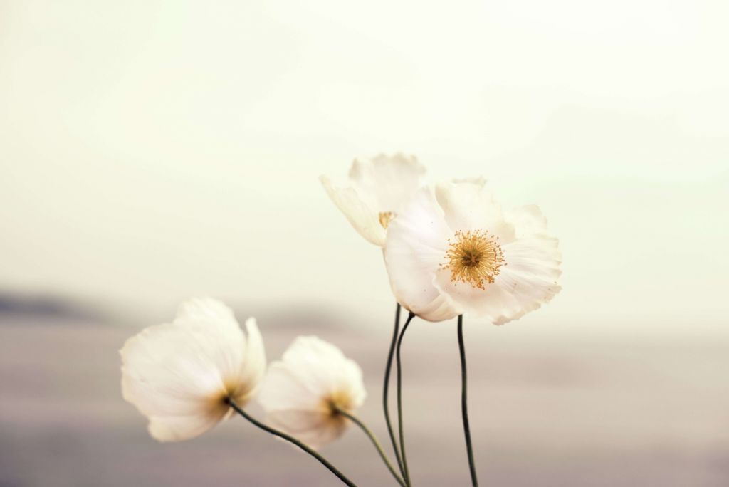 Weißer Mohn in Nahaufnahme