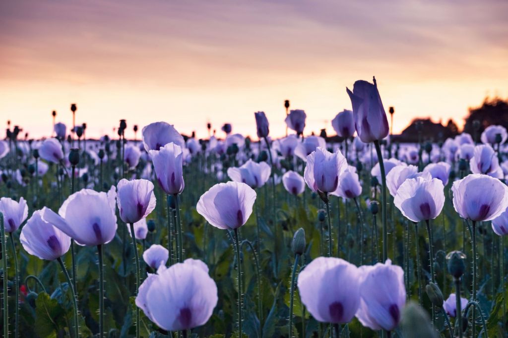 Fliedermohn