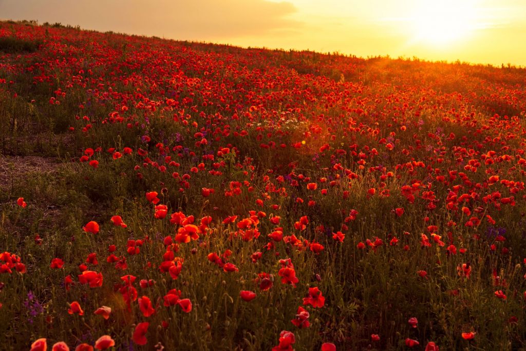 Mohnblumen auf einem Hügel