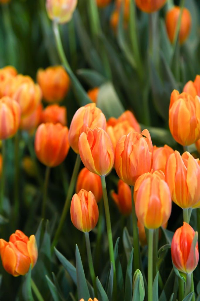 Orangefarbene Tulpen