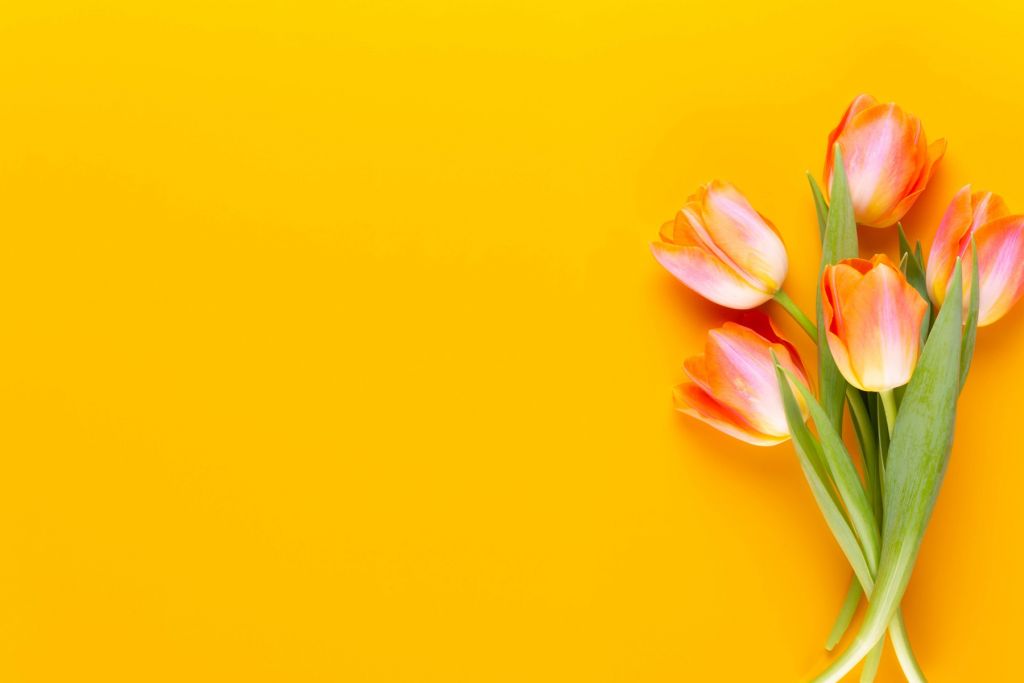 Tulpen auf Gelb