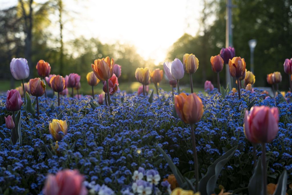 Heiteres Tulpenfeld