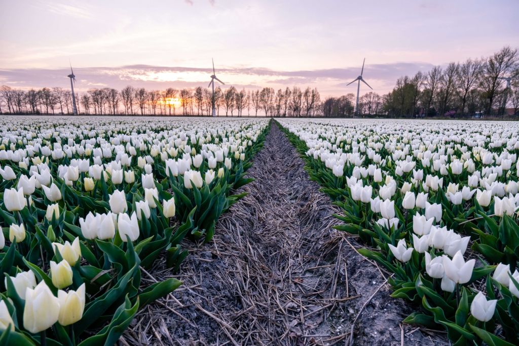 Feld mit weißen Tulpen